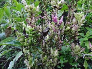 Strobilanthes callosus fullplant3.jpg